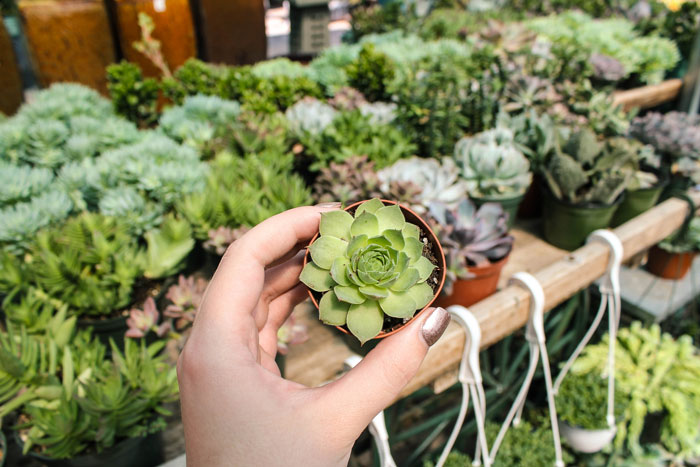 Ruibal's Plants of Texas Dallas Succulents