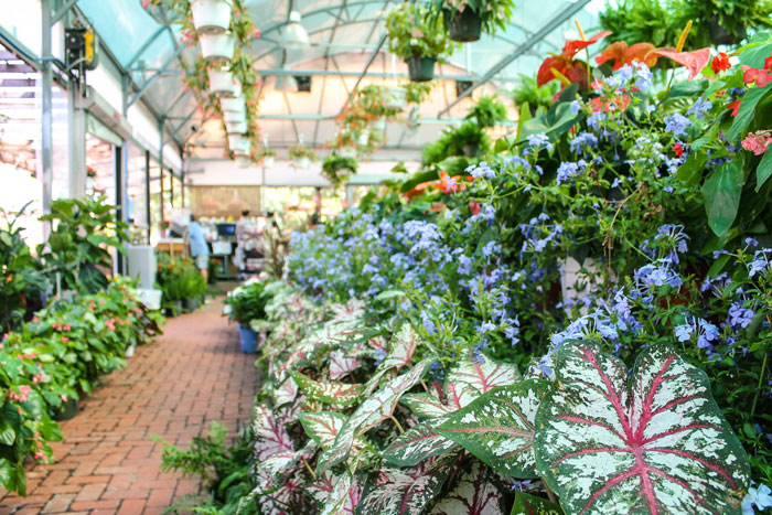 Ruibal's Plants of Texas Dallas