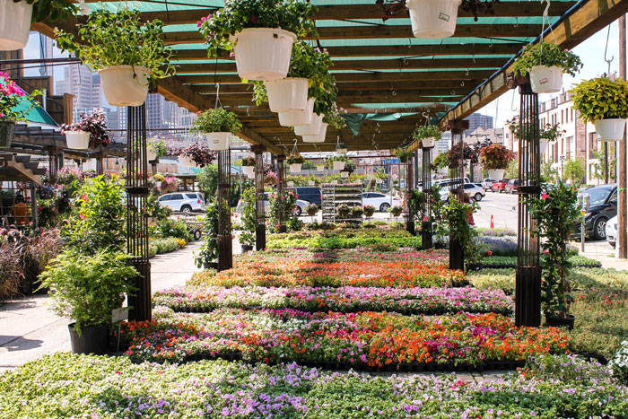 Ruibal's Plants of Texas Dallas