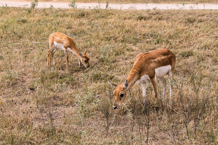 Fossil Rim Wildlife