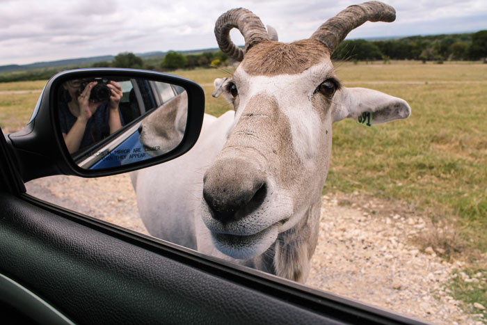 Fossil Rim Wildlife