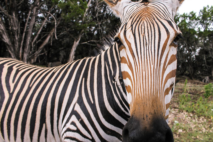 Zebra Fossil Rim
