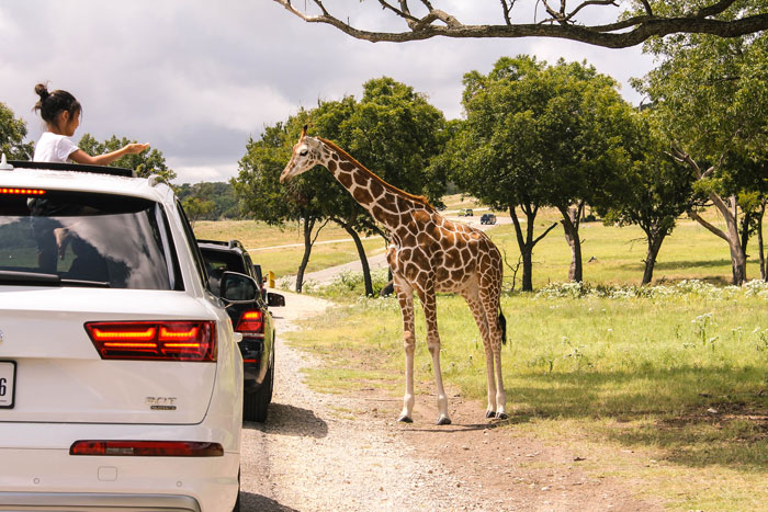 Fossil Rim Wildlife