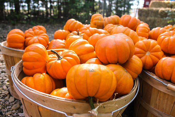 Pumpkin Patch Rockwall