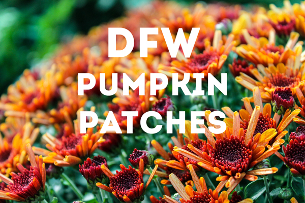 DFW Pumpkin Patches 2019