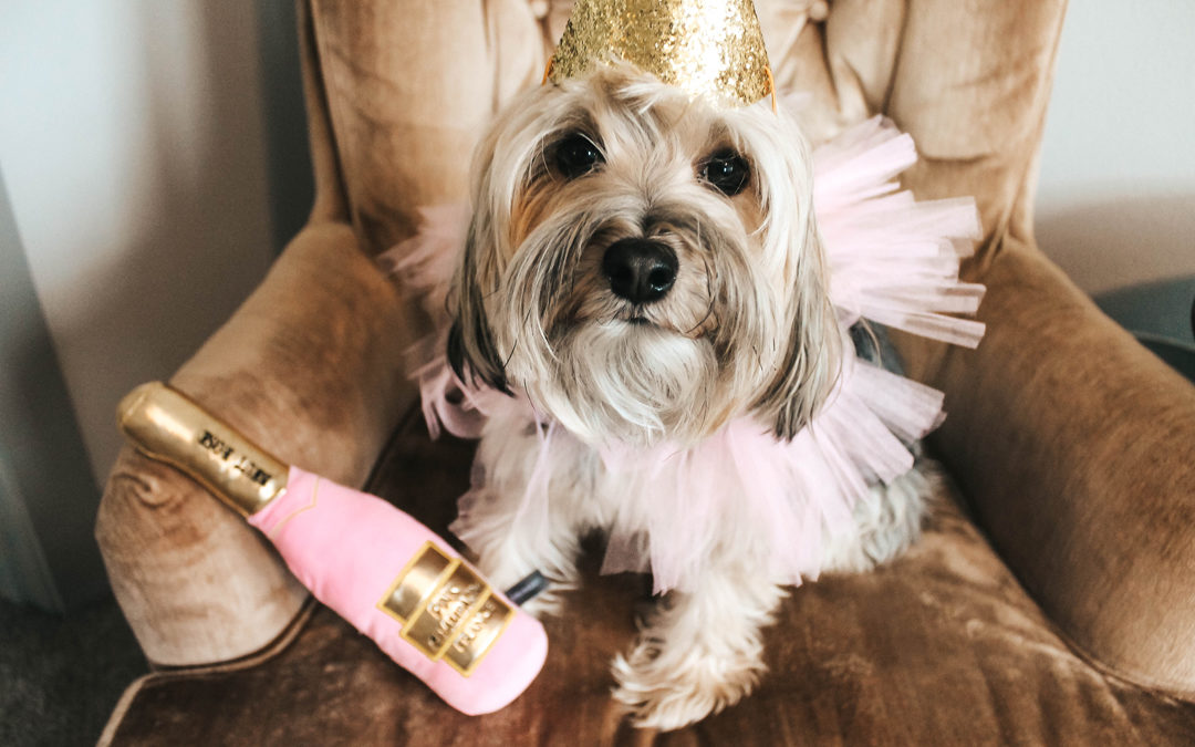 How to Throw a Dog Birthday Party